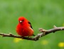 A striking black-winged red bird, the Scarlet Tanager is a common species of the eastern forest interior. Despite its brilliant coloring it is often overlooked because of its rather secretive behavior and its preference for the forest canopy. (Photo: Daniel Marquis)