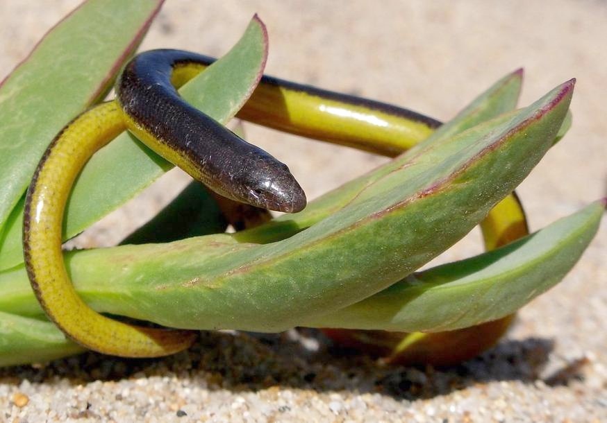 Flickr legless lizard The National Wildlife Federation Blog