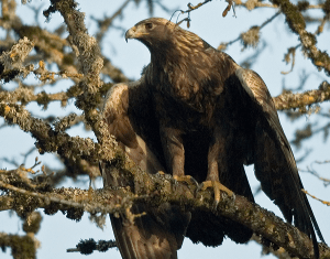 Golden Eagle. Photo Credit: USFWS