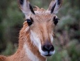 Keep pace with the pronghorn to save gas. Running at speeds close to 60mph, pronghorns are the fastest land animal in North America. (Photo donated by Helena Reynolds)