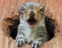 JuvenileGraySquirrel_ChristineHaines