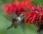 Ruby-throated hummingbird by Bud Hensley