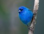 Like all other blue birds, Indigo Buntings lack blue pigment. Their jewel-like color comes instead from microscopic structures in the feathers that refract and reflect blue light, much like the airborne particles that cause the sky to look blue. (Photo: Steve Creek)