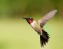 With over 20 hummingbird species in the United States, there’s sure to be a species in your region that you can attract by planting red, tubular flowers.