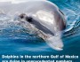 Dolphins are dying in unprecedented numbers