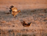 Two Greater Prairie Chickens dance on a lek on Gracie Creek Ranch, Nebraska. Photo by Aaron Price