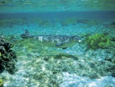 Hawaiian monk seal in its native habitat. Vanderlip.