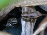 New pacific chorus frogs emerging from my frog pond (photo by Beth Pratt)