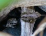 New pacific chorus frogs emerging from my frog pond (photo by Beth Pratt)