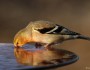 American goldfinch drinking from a birdbath