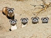 Black-footed ferret mother and kits, USFWS National Conservation Center