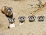 Black-footed ferret mother and kits, USFWS National Conservation Center