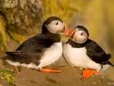 Atlantic puffins in Latrabjarg, Iceland