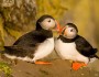 Atlantic puffins in Latrabjarg, Iceland