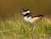 332916_KilldeerChick_MerrittIslandNWR_JackRogers_620x434 Killdeer chick, Merritt Island National Wildlife Refuge