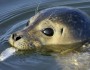 Atlantic harbor seal, Cheesequake Creek Inlet, New Jersey