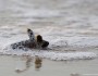 Loggerhead sea turtle hatchling, Outer Banks, North Carolina