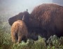 Bison cow with her calf, Yellowstone National Park