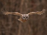 Barred Owl by Peggy Hanna