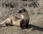 Black-footed ferret. Photo by Ryan Hagerty for U.S. Fish and Wildlife Service.