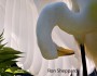 egret, National Wildlife photo contest, Rob Sheppard