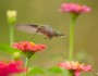 Broad-tailed hummingbird in Colorado