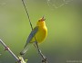Prothonotary warbler, Mill Creek Streamway Park, Kansas