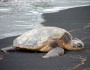 Green sea turtle on Hawaii's Punalu'u beach. Credit: Flickr (The Shifted Librarian)
