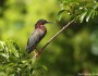 Green heron by East Wind, Flickr.com
