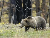 Grizzly bear
