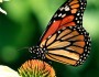 Monarch Butterfly