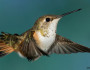 Rufous Hummingbird in Flight