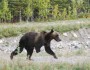 Three-pawed grizzly bear at Alaska's Denali National Park (Courtesy National Park Service)