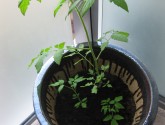 My cherry tomatoes on May 30. These are my pride and joy-- they're growing so well. I don't know why the one is so much bigger, but all three are healthy!