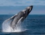 Humpback whale