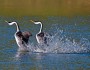 Western grebe pair, California