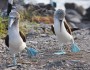 Blue-footed booby mating dance, Galapagos Islands