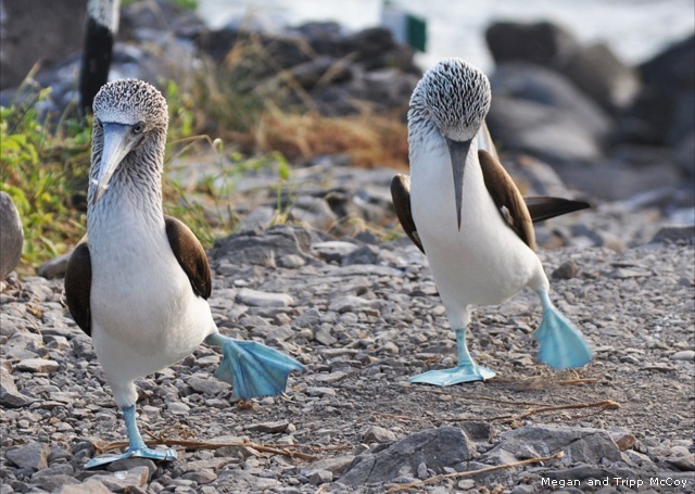 Blue-footed booby mating dance, Galapagos Islands