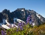 Lupine and other wildflowers, North Cascades National Park