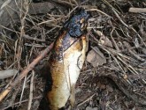 Oil coats a fish killed by a recent pipeline rupture in northwest Alberta (photo: Mike Hudema)