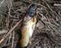Oil coats a fish killed by a recent pipeline rupture in northwest Alberta (photo: Mike Hudema)