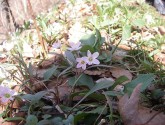 Spring flowers, by Wikipedia user Halpaugh.