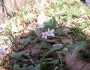 Spring flowers, by Wikipedia user Halpaugh.