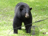 The Black bear won. Photo Credit: Dan McGowan