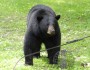 The Black bear won. Photo Credit: Dan McGowan