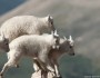 Mountain goat kids; Arapaho National Forest, Colorado