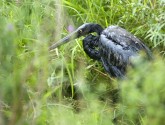 A Great Blue Heron caught in Enbridge's Kalamazoo River oil spill (photo: Michigan Department of Environmental Quality)
