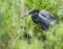 A Great Blue Heron caught in Enbridge's Kalamazoo River oil spill (photo: Michigan Department of Environmental Quality)