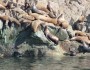 Large group of sea lions hauled out on rocks. Two braying at each other in foreground.