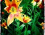 Close-up of yellow and red tulip